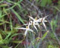 White Spider Orchid by Alan Thompson