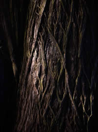 Bark in Gold and Lichen