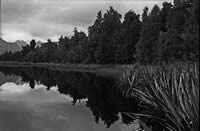Lake Matheson Reflection