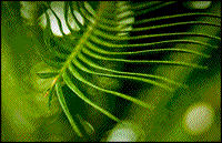 Green by Peter Beddek