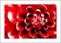 Red Dahlia