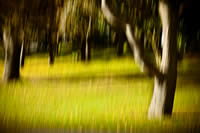 Sunshine Park by Shona Jaray