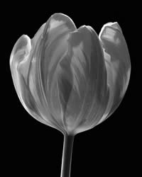 Tulip