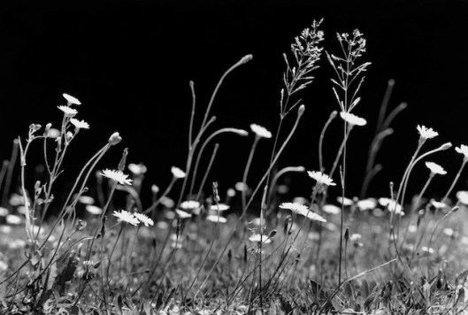 Daisies and Grasses