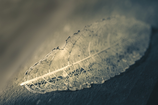 "Leaf Skeleton and Shadow" - Honours, Advanced Print - ©Shona Jaray