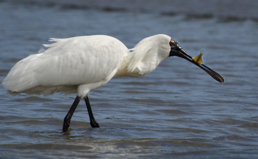 Spoonbill catching flounder (c) Carol Molineux