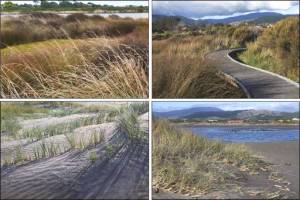 16. Estuary Vegetation IIby Alison Viskovic