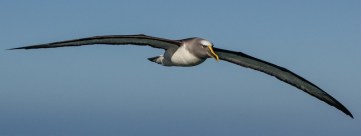 Searching for food small