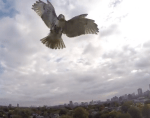 Hawk Attaching Drone