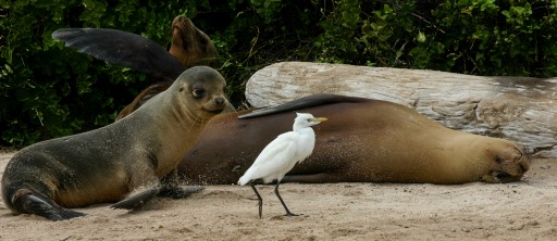 "Intruder" - Highly Commended, Novice Digital Image - ©Brian Holden
