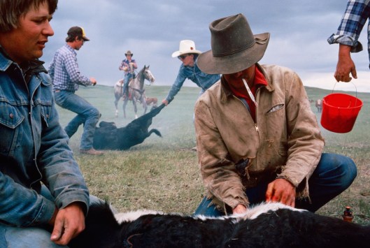 Montana Cowboys brand and castrate their livestock. (c) Sam Abell.