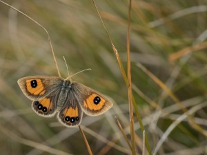 06 Argyrophenga sp Carol Molineux KCPS 1st