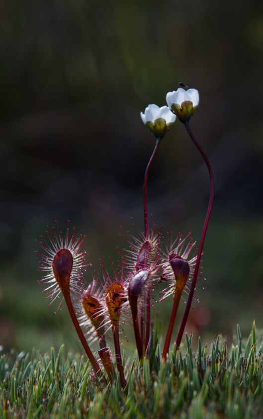 Drosera stenopetala.Carol Molineux.N.jpg