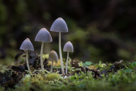Silver Medal Coprinellus disseminatus
